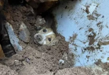 Cão é salvo após ficar 20 horas sob muro que desabou em SC Cão é salvo após ficar 20 horas sob muro que desabou em SC