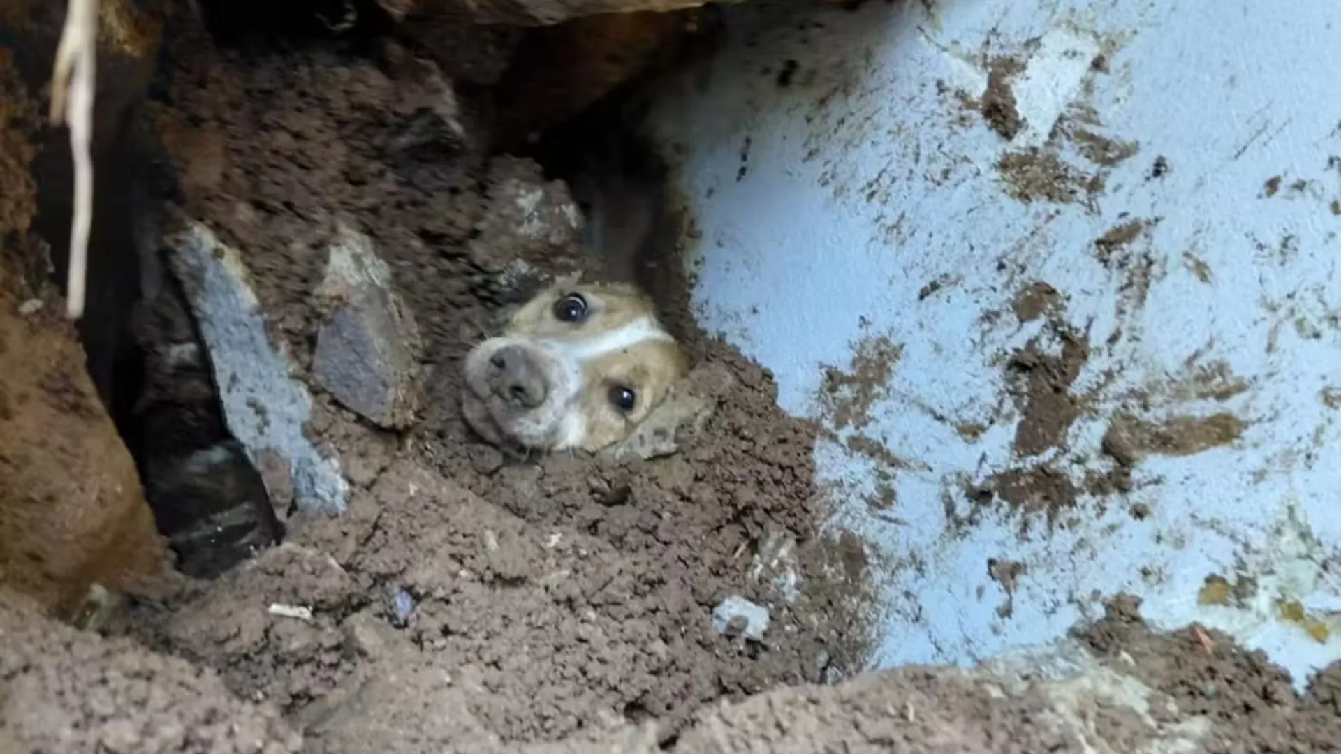 Cão é salvo após ficar 20 horas sob muro que desabou em SC