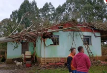 Eucalipto cai sobre casa após ventos fortes em Lebon Régis Eucalipto cai sobre casa após ventos fortes em Lebon Régis