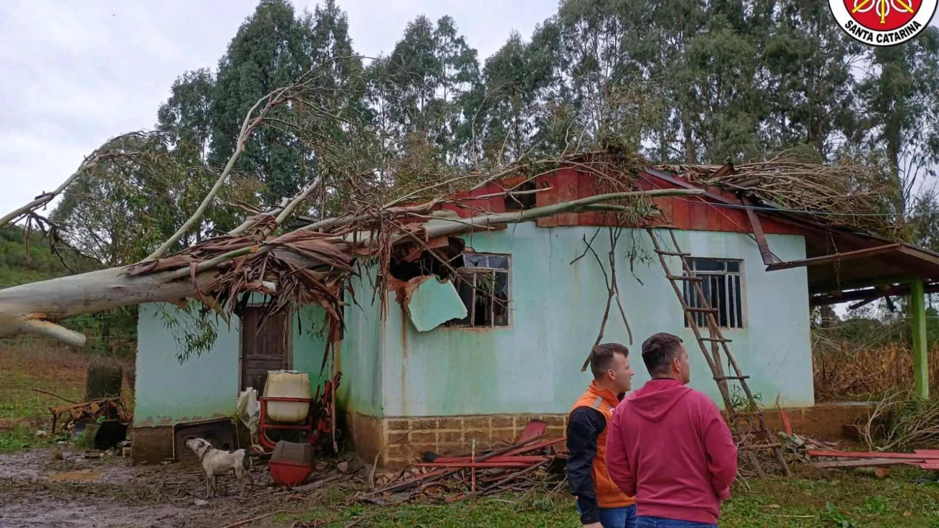 Eucalipto cai sobre casa após ventos fortes em Lebon Régis