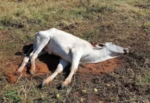 Santa Catarina registra 27 focos de raiva em animais de produção Santa Catarina registra 27 focos de raiva em animais de produção