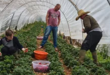 Agricultores de Caçador receberão títulos definitivos da terra Agricultores de Caçador receberão títulos definitivos da terra