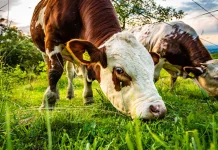 Coopervil promove Dia de Campo de Inverno com foco em pastagens de inverno Coopervil promove Dia de Campo de Inverno com foco em pastagens de inverno