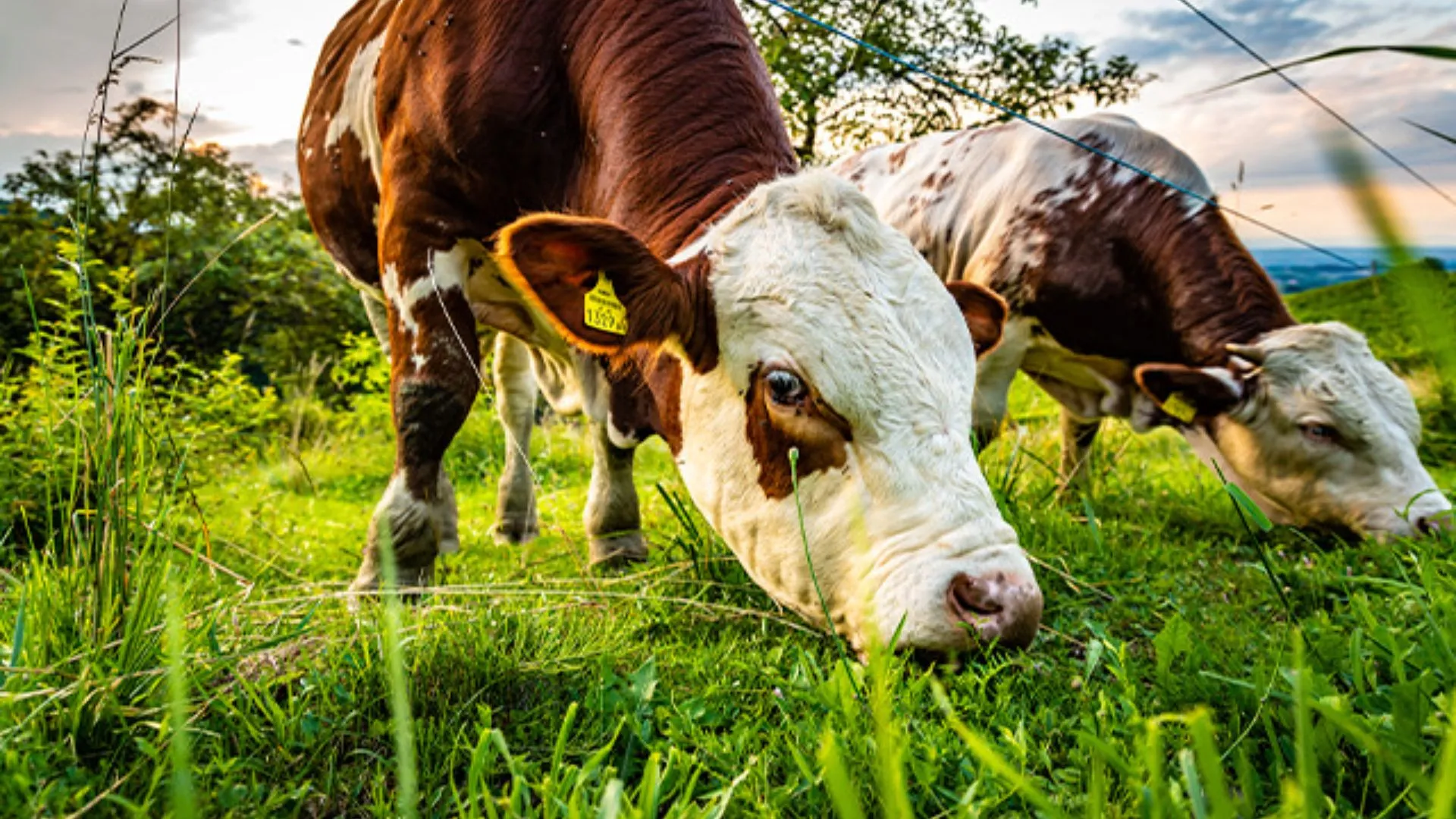 Coopervil promove Dia de Campo de Inverno com foco em pastagens de inverno