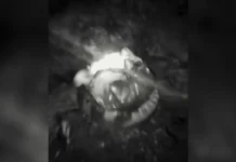 Jovens são identificados após vídeo mostrar gato sendo queimado em Canoinhas Jovens são identificados após vídeo mostrar gato sendo queimado em Canoinhas