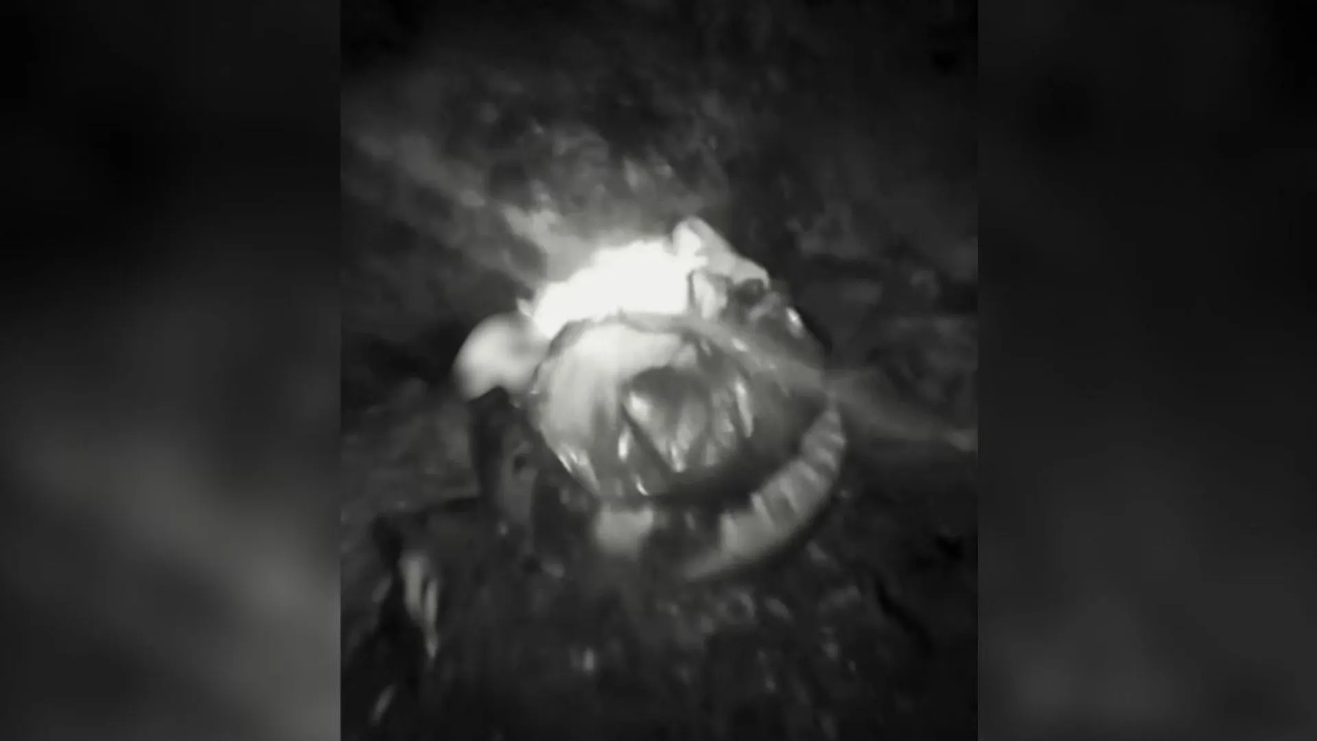 Jovens são identificados após vídeo mostrar gato sendo queimado em Canoinhas