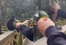Macaco-prego é agredido por visitante em parque ecológico de SC Macaco-prego é agredido por visitante em parque ecológico de SC
