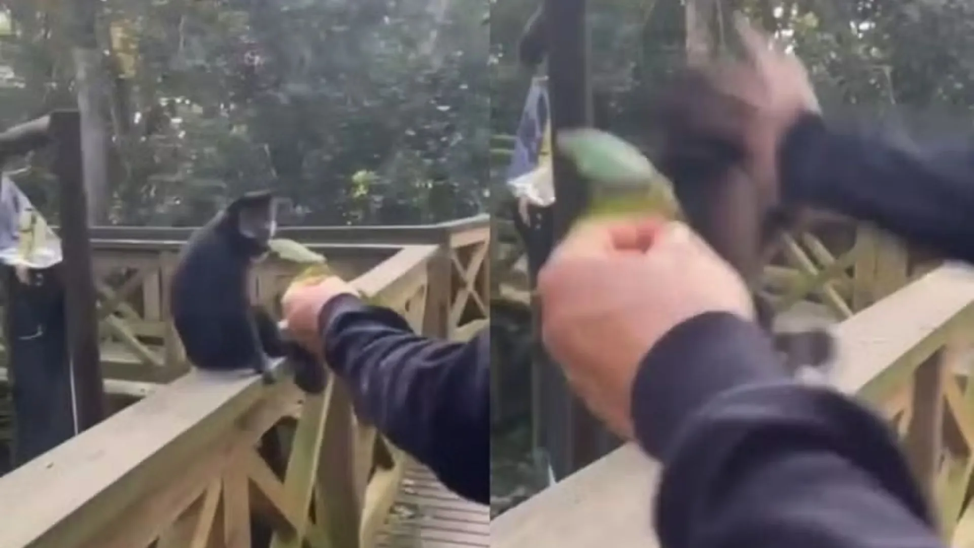 Macaco-prego é agredido por visitante em parque ecológico de SC