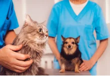 Tangará oferece castração e microchipagem gratuita de cães e gatos Tangará abre inscrições para castração e microchipagem gratuita de cães e gatos
