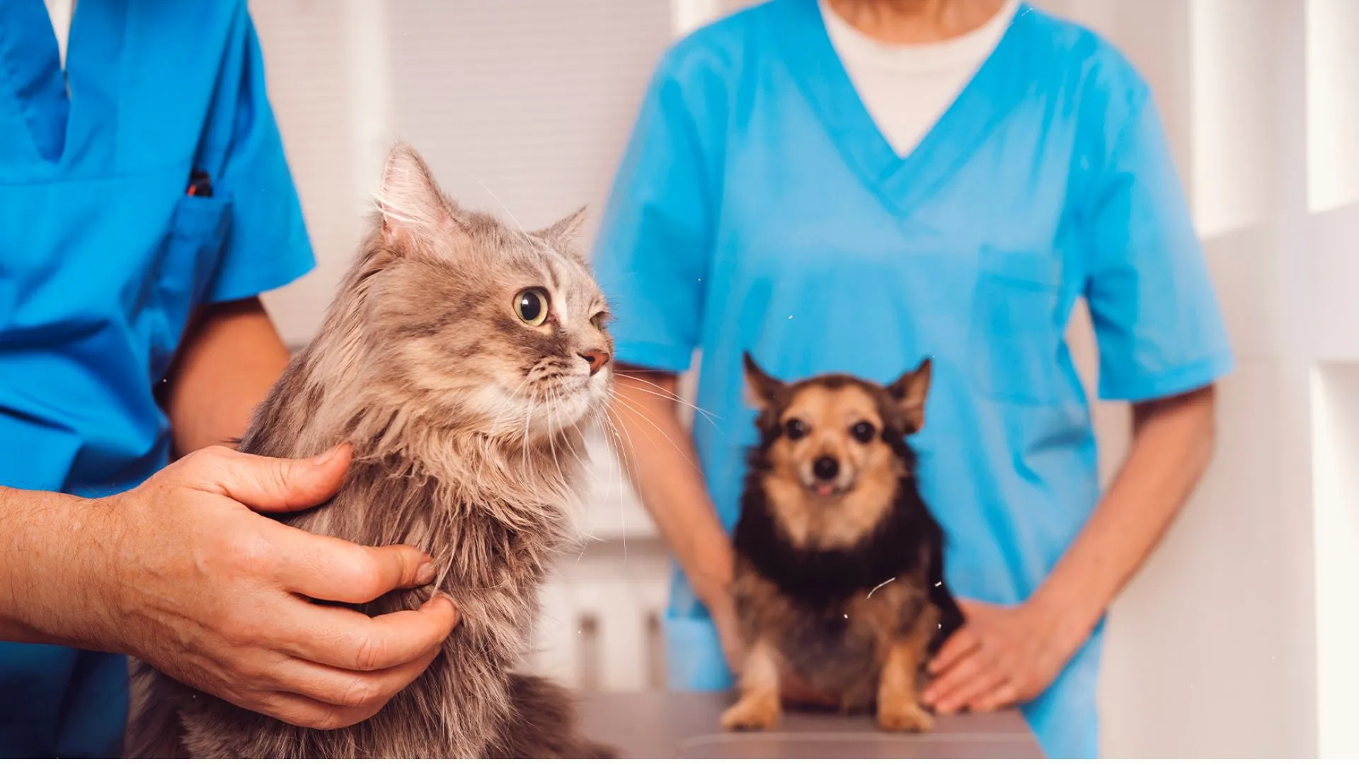 Tangará abre inscrições para castração e microchipagem gratuita de cães e gatos