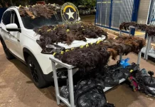 Receita Federal apreende 148 quilos de cabelo humano avaliados em até R$ 1 milhão Receita Federal apreende 148 quilos de cabelo humano avaliados em até R$ 1 milhão