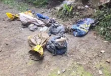 Cerca de 25 cães mortos são encontrados em sacos de lixo Cerca de 25 cães mortos são encontrados em sacos de lixo