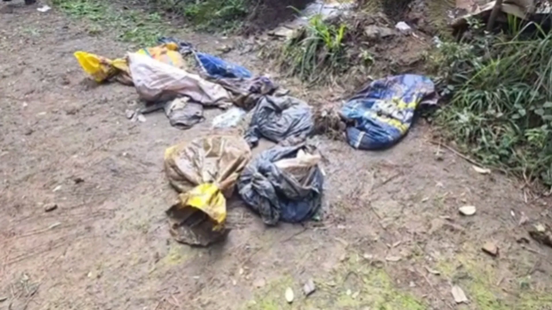 Cerca de 25 cães mortos são encontrados em sacos de lixo