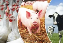 Abate de animais e transporte de leite passam a ter novas exigências em SC Abate de animais e transporte de leite passam a ter novas exigências em SC