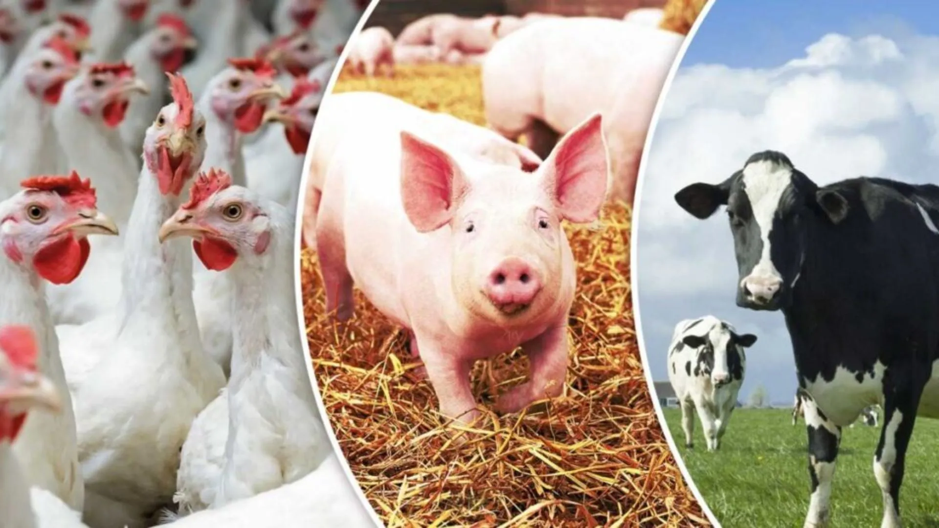 Abate de animais e transporte de leite passam a ter novas exigências em SC