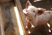 Preço do suíno despenca até 44% e preocupa produtores de SC Preço do suíno despenca até 44% e preocupa produtores de SC