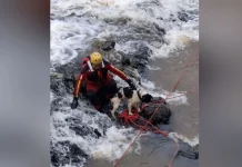 Bombeiros resgatam cachorro preso em pedra em cachoeira Bombeiros resgatam cachorro preso em pedra em cachoeira