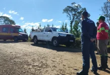 Ataque de abelhas deixa seis trabalhadores feridos em Monte Carlo Ataque de abelhas deixa seis trabalhadores feridos em Monte Carlo