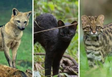 Reserva em SC protege 15 mil animais e felinos ameaçados Reserva em SC protege 15 mil animais e felinos ameaçados