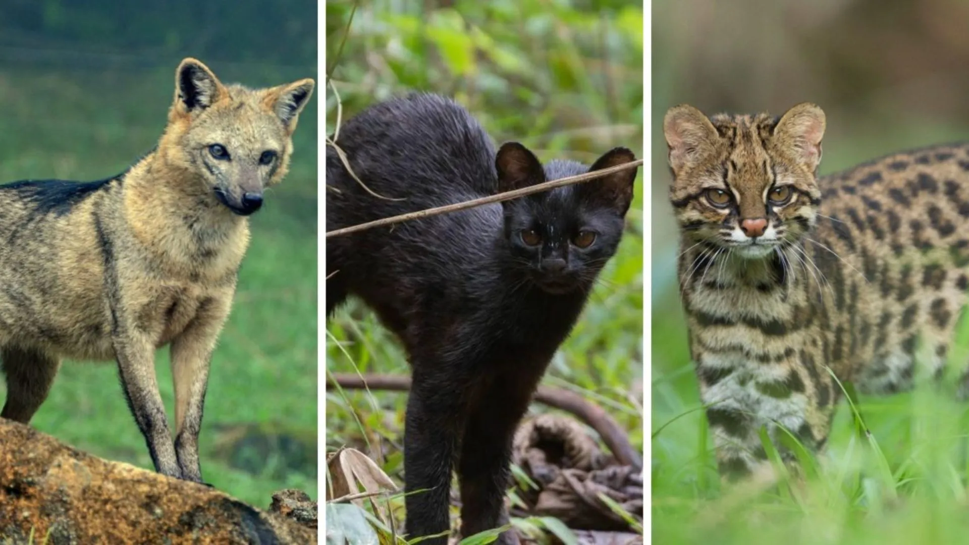 Reserva em SC protege 15 mil animais e felinos ameaçados