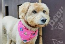 Centro de Bem-Estar Animal realiza quase 500 atendimentos entre julho e agosto Centro de Bem-Estar Animal realiza quase 500 atendimentos entre julho e agosto