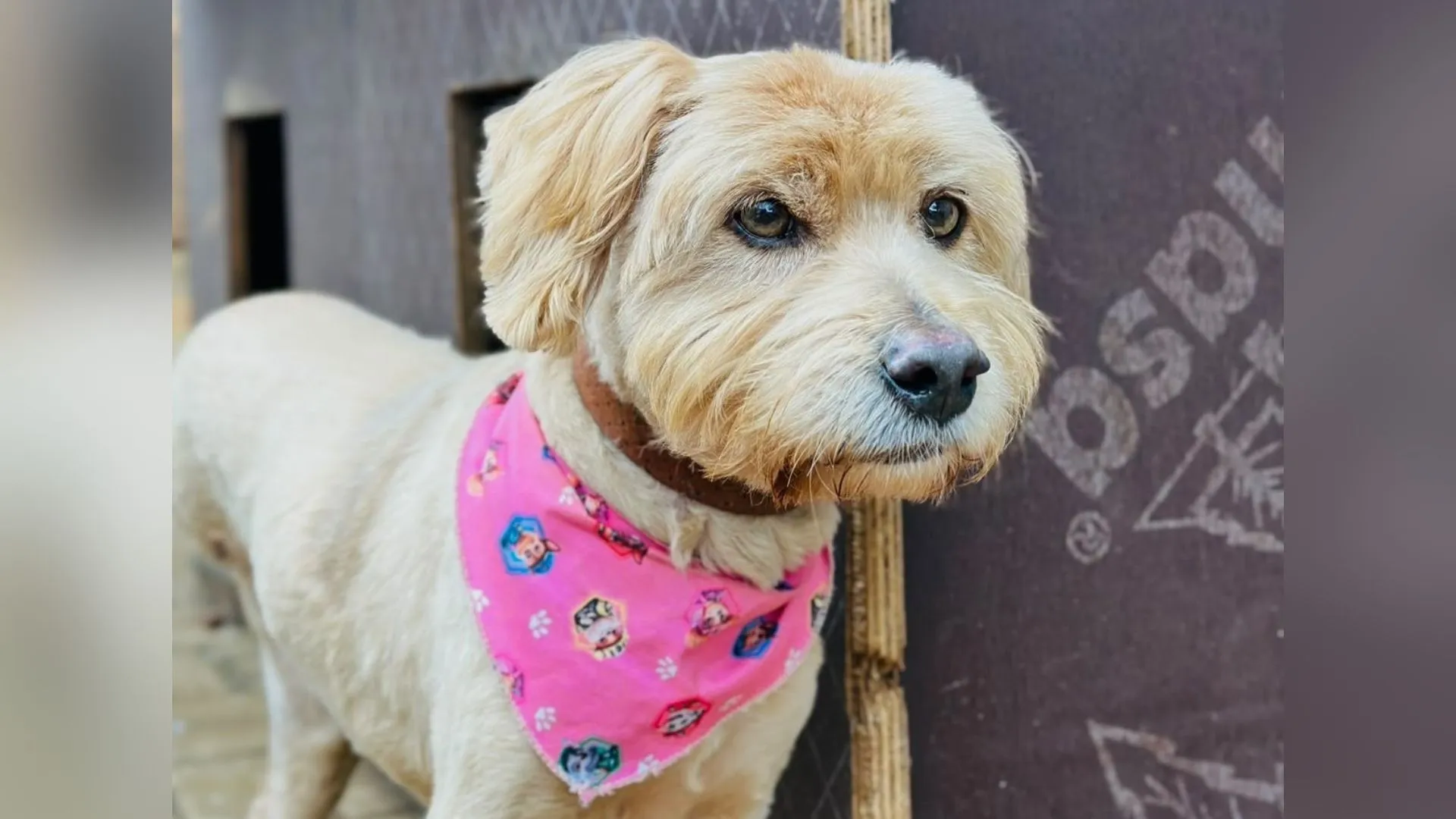 Centro de Bem-Estar Animal realiza quase 500 atendimentos entre julho e agosto