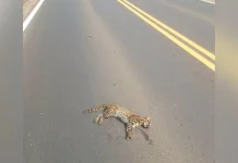 Felino silvestre é encontrado morto na BR-282 no Meio-Oeste Felino silvestre é encontrado morto na BR-282