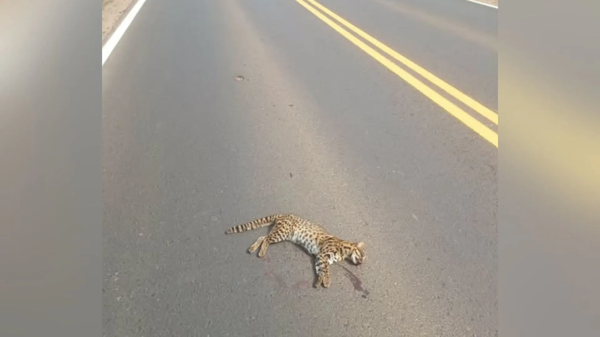 Felino silvestre é encontrado morto na BR-282