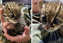 Polícia Militar Ambiental resgata filhote de gato-do-mato em Caçador Polícia Militar Ambiental resgata filhote de gato-do-mato em Caçador