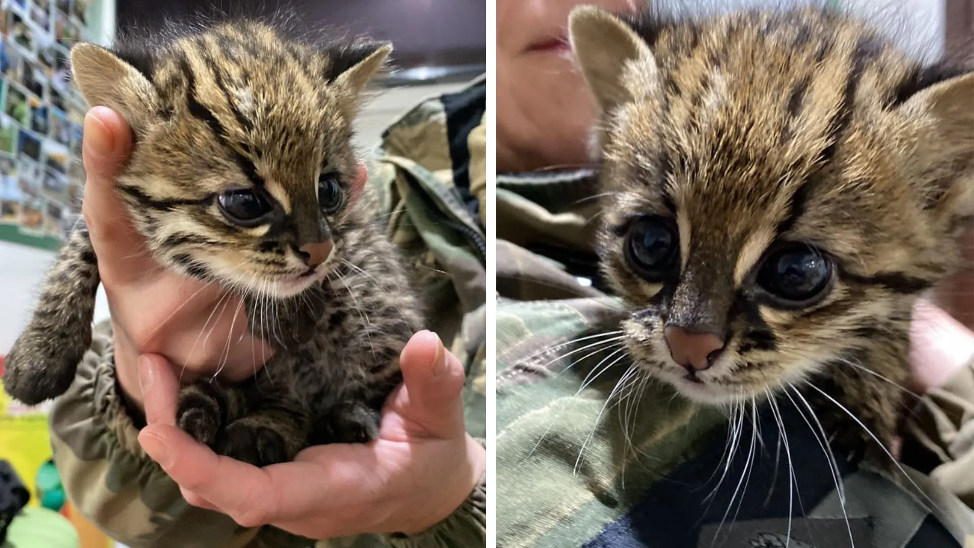 Polícia Militar Ambiental resgata filhote de gato-do-mato em Caçador