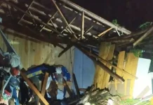Araucária de grande porte cai e destrói casa em Herval d’Oeste Araucária de grande porte cai e destrói casa em Herval d’Oeste