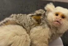 Sagui raro é resgatado após suspeita de atropelamento em SC Sagui raro é resgatado após suspeita de atropelamento em SC