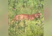 Onça-parda é avistada no Centro de Campos Novos Onça-parda é avistada no Centro de Campos Novos
