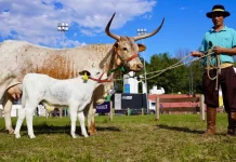 Estância de Iomerê conquista título de Grande Campeã na Expointer 2026 Estância de Iomerê conquista título de Grande Campeã na Expointer 2026