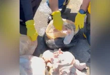 Denúncia revela descarte de mais de 18 quilos de carne em rio de SC Denúncia revela descarte de mais de 18 quilos de carne em rio de SC