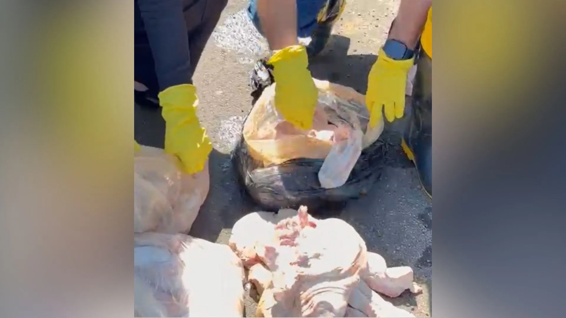 Denúncia revela descarte de mais de 18 quilos de carne em rio de SC