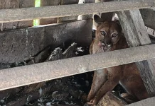 Leão-baio é resgatado após invadir galinheiro Leão-baio é resgatado após invadir galinheiro