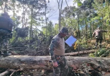 Desmatamento ilegal é identificado no interior de Videira Desmatamento ilegal é identificado no interior de Videira