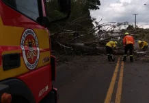 Eucalipto de 10 metros cai sobre a SC-464 e bloqueia trânsito em Salto Veloso Eucalipto de 10 metros cai sobre a SC-464 e bloqueia trânsito em Salto Veloso