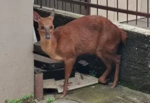 Cervo ferido é resgatado em área urbana de Videira Cervo ferido é resgatado em área urbana de Videira