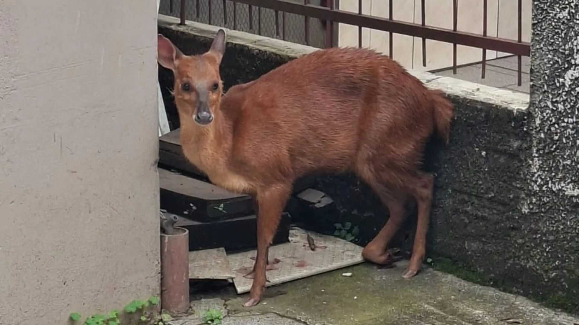 Cervo ferido é resgatado em área urbana de Videira