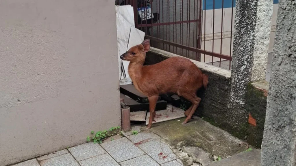 Cervo ferido é resgatado em área urbana de Videira