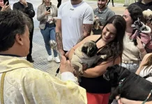 Bênção dos Animais acontece nesta sexta-feira em Videira Bênção dos Animais acontece nesta sexta-feira em Videira