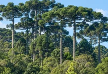 Inquérito apura possível corte ilegal de araucárias ameaçadas de extinção em SC Inquérito investiga possível corte ilegal de araucárias ameaçadas de extinção em SC