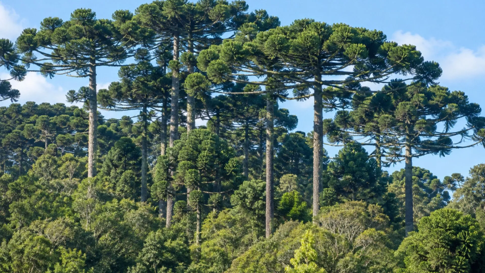 Inquérito investiga possível corte ilegal de araucárias ameaçadas de extinção em SC
