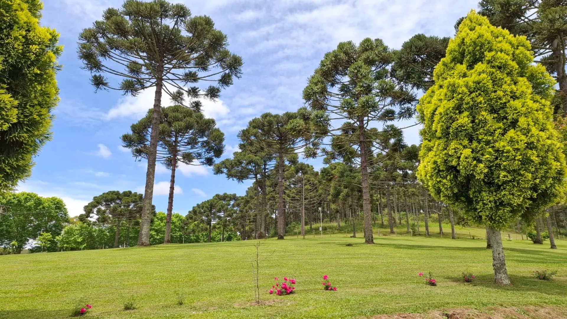 Quarta-feira terá frio e tempo firme em Santa Catarina