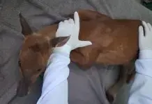Cervo resgatado em Videira é levado para Xanxerê com fratura Cervo resgatado em Videira é levado para Xanxerê com fratura