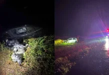 Bezerro na pista causa acidente envolvendo três veículos na BR-470 Bezerro solto na pista causa acidente com dois carros e um caminhão na BR-470 em SC