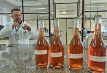 Epagri de Videira pesquisa bioinsumos para tornar produção de vinhos sustentável Epagri de Videira pesquisa bioinsumos para promover sustentabilidade na produção de vinhos