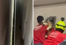 Após quatro horas, bombeiros conseguem resgatar cachorro preso entre paredes de galpão Cão fica preso em vão de galpões e é salvo após resgate de mais de 4 horas em SC